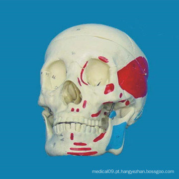 Modelo de esqueleto médico de crânio humano anatômico de alta qualidade (R020609)